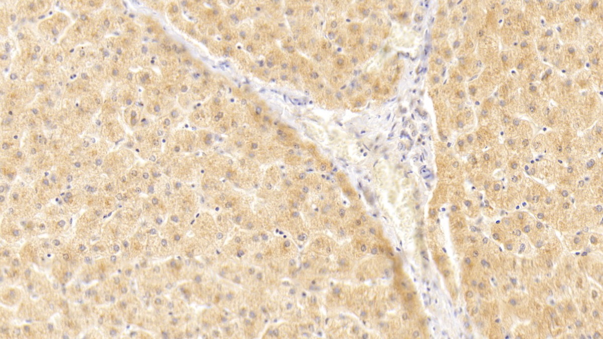 Polyclonal Antibody to Interleukin 1 Alpha (IL1a)