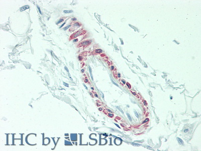 Polyclonal Antibody to Interleukin 3 (IL3)