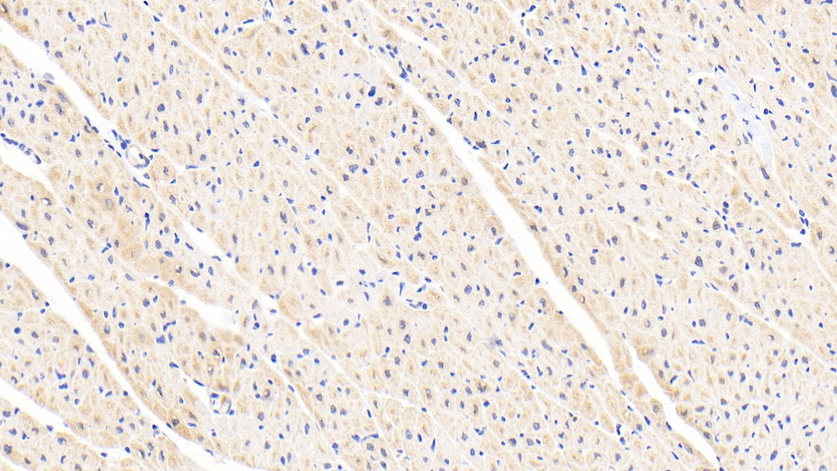 Polyclonal Antibody to Leptin (LEP)