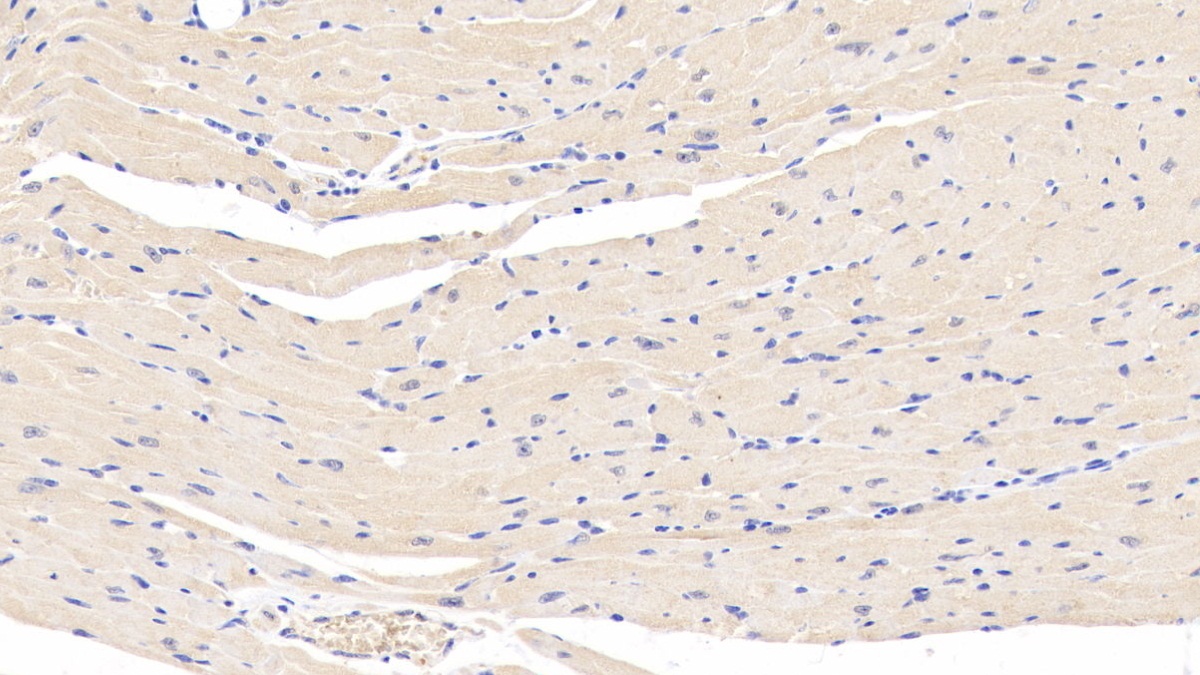 Polyclonal Antibody to Leptin (LEP)