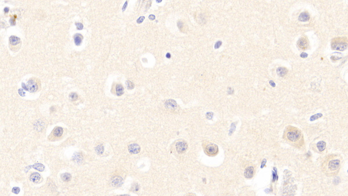 Polyclonal Antibody to Neurotrophin 3 (NT3)