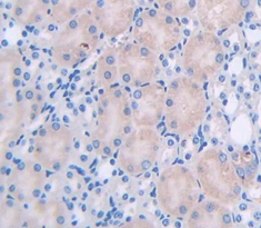 Polyclonal Antibody to Stem Cell Factor (SCF)