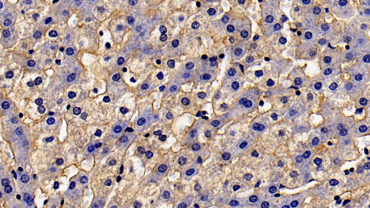 Polyclonal Antibody to Plasminogen Activator, Urokinase (uPA)