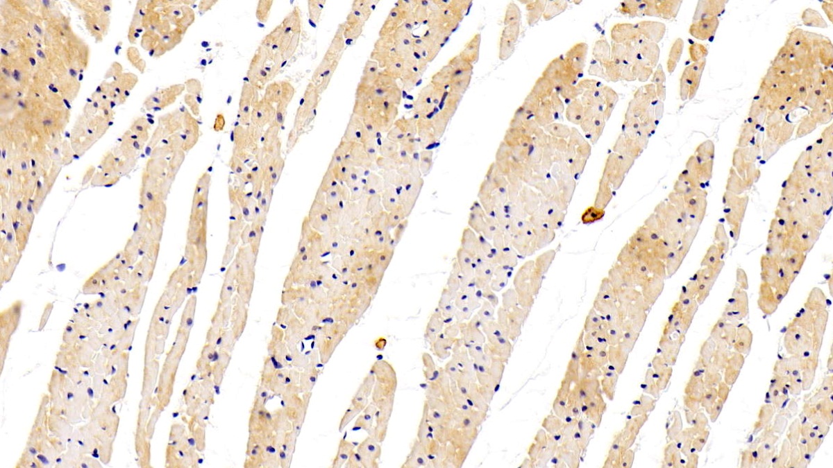 Polyclonal Antibody to Vascular Endothelial Growth Factor A (VEGFA)