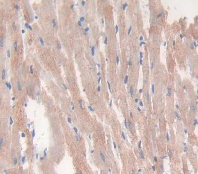 Polyclonal Antibody to Vascular Endothelial Growth Factor B (VEGFB)