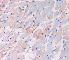 Polyclonal Antibody to Vascular Endothelial Growth Factor B (VEGFB)