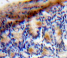 Polyclonal Antibody to Vascular Endothelial Growth Factor C (VEGFC)