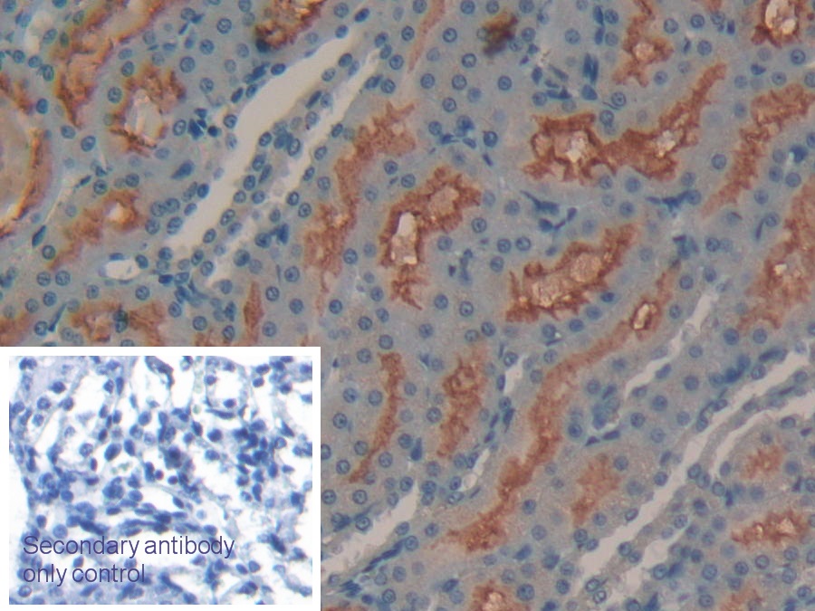 Polyclonal Antibody to Meprin A Alpha (MEP1a)