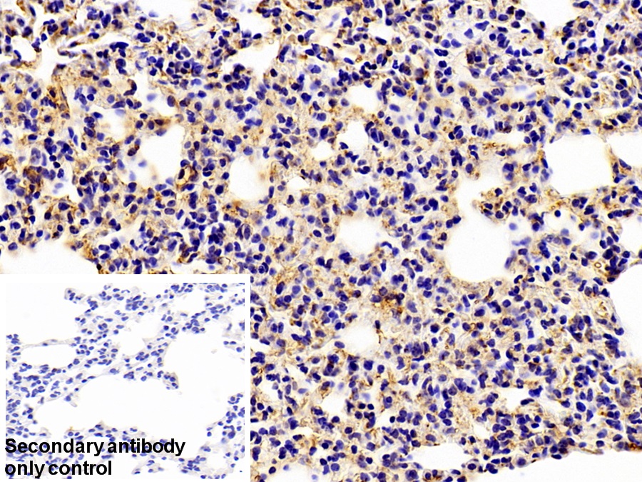 Polyclonal Antibody to Platelet Factor 4 (PF4)