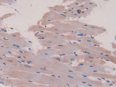 Polyclonal Antibody to Platelet Factor 4 (PF4)