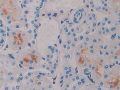 Polyclonal Antibody to Interferon Alpha 4 (IFNa4)