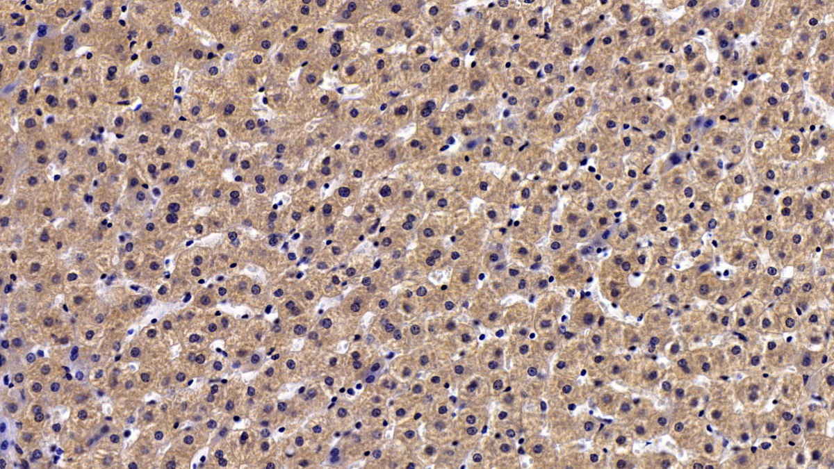 Polyclonal Antibody to Paraoxonase 1 (PON1)