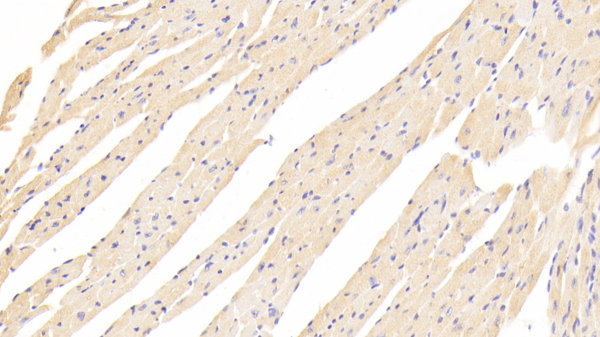 Polyclonal Antibody to Nischarin (NISCH)