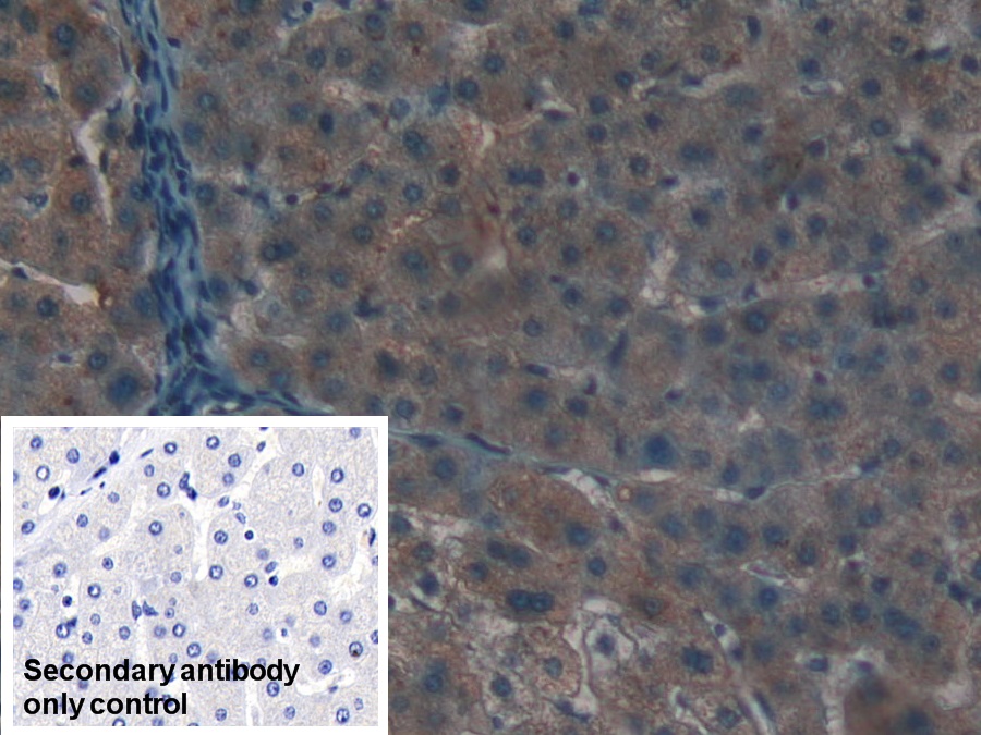 Polyclonal Antibody to Apolipoprotein C1 (APOC1)