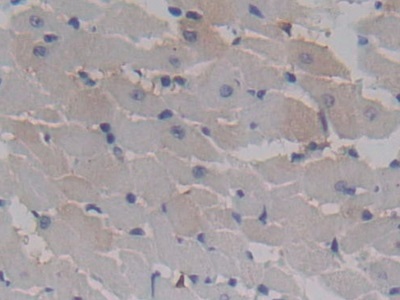 Polyclonal Antibody to Apolipoprotein C1 (APOC1)