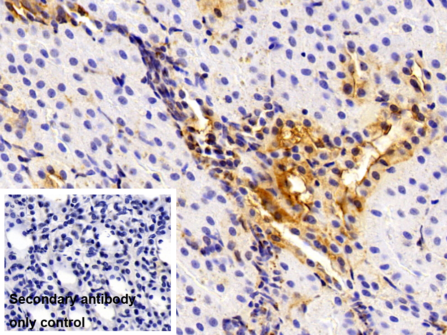 Polyclonal Antibody to Annexin V (ANXA5)