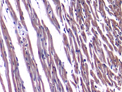 Polyclonal Antibody to Natriuretic Peptide Precursor A (NPPA)