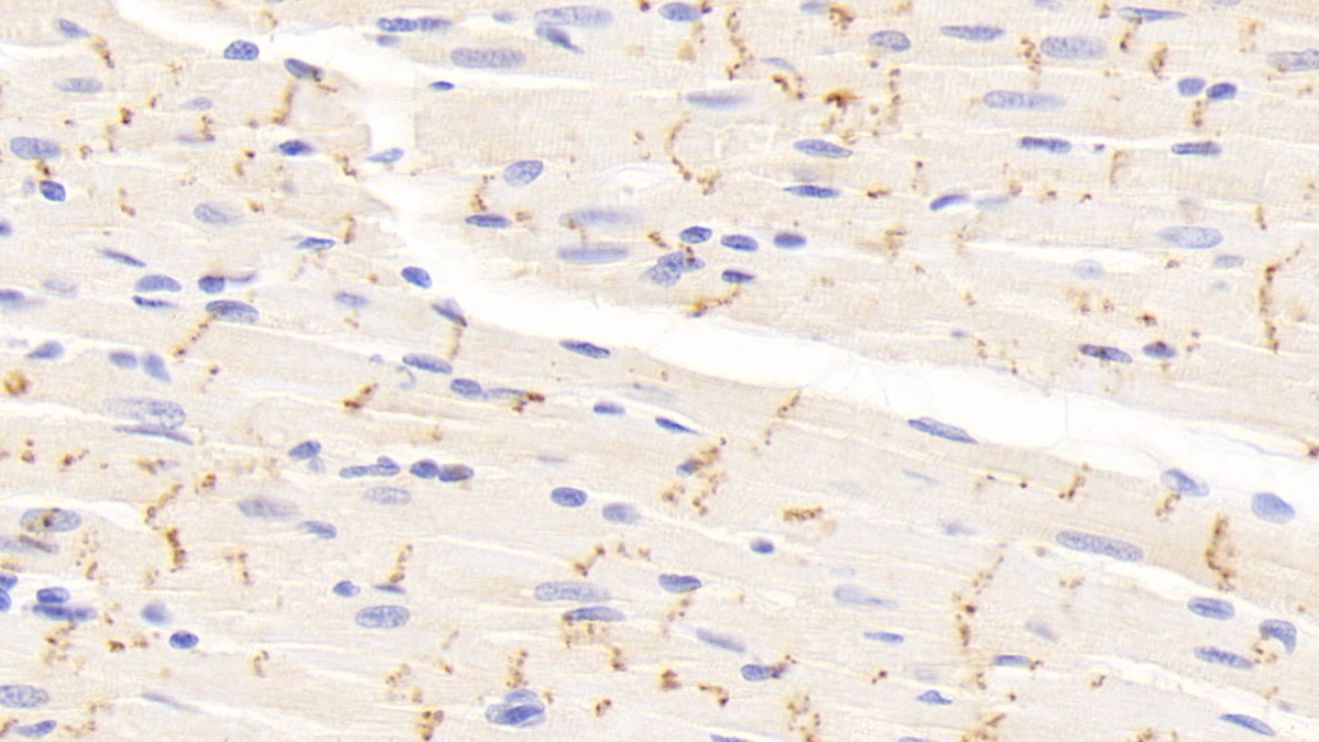 Polyclonal Antibody to Connexin 43 (CX43)