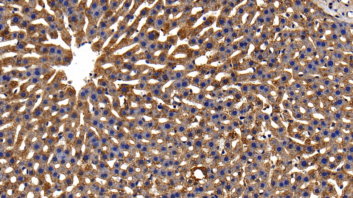 Polyclonal Antibody to Glutathione Peroxidase 1 (GPX1)