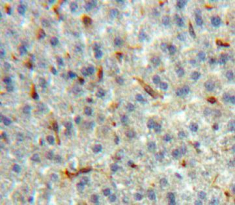 Polyclonal Antibody to Lactoperoxidase (LPO)