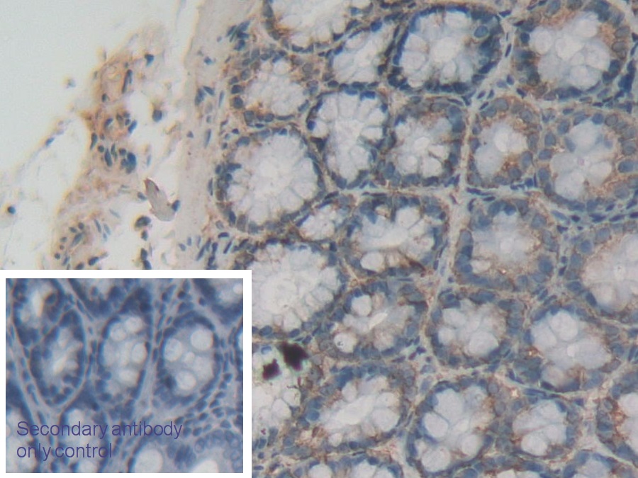 Polyclonal Antibody to Lactoperoxidase (LPO)