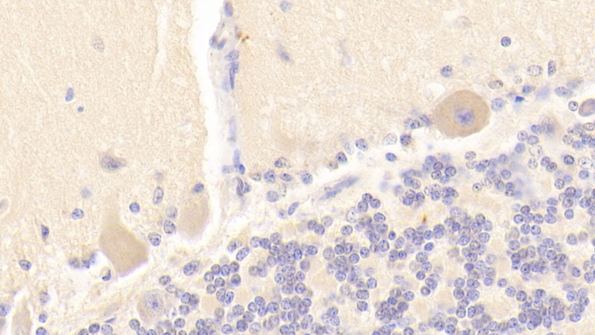 Polyclonal Antibody to Neuronal Pentraxin I (NPTX1)