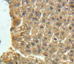 Polyclonal Antibody to Neuronal Pentraxin I (NPTX1)