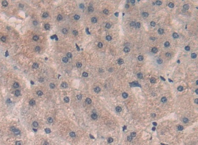 Polyclonal Antibody to Sp100 Nuclear Antigen (Sp100)