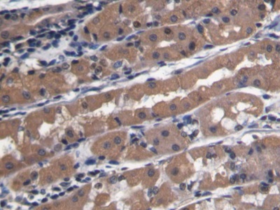 Polyclonal Antibody to Platelet/Endothelial Cell Adhesion Molecule (PECAM1)