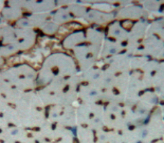 Polyclonal Antibody to Platelet/Endothelial Cell Adhesion Molecule (PECAM1)