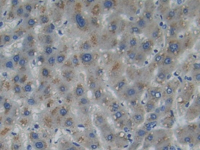 Polyclonal Antibody to Myosin IA (MYO1A)