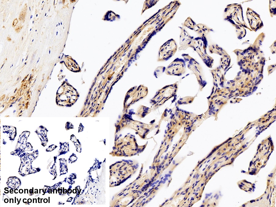 Polyclonal Antibody to Matrix Metalloproteinase 12 (MMP12)