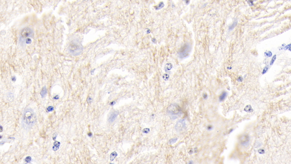 Polyclonal Antibody to Myelin Oligodendrocyte Glycoprotein (MOG)