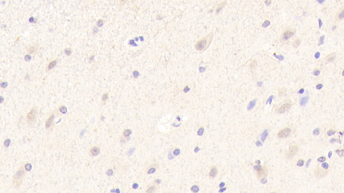 Polyclonal Antibody to Myelin Oligodendrocyte Glycoprotein (MOG)