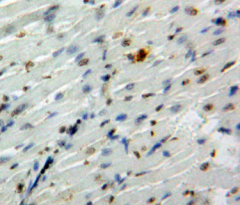 Polyclonal Antibody to Octamer Binding Transcription Factor 4 (OCT4)