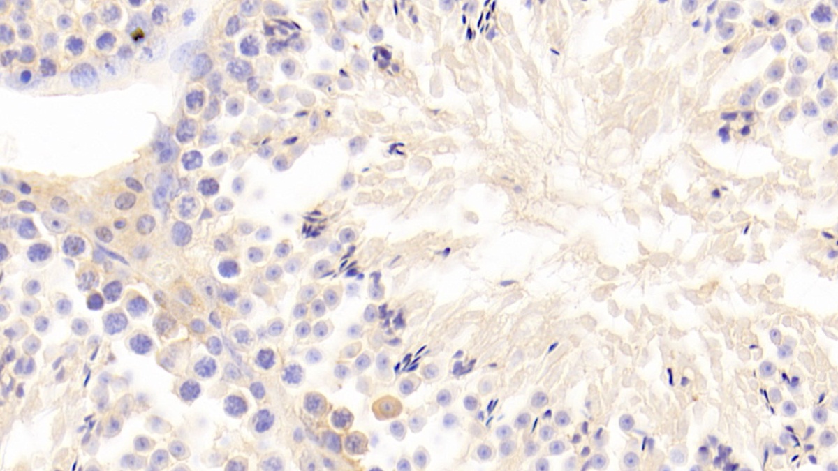 Polyclonal Antibody to Growth Differentiation Factor 9 (GDF9)