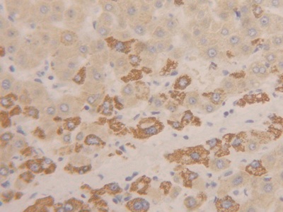 Polyclonal Antibody to Inhibin Beta C (INHbC)