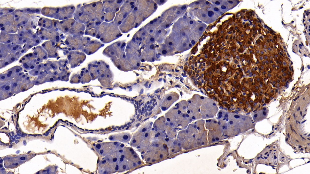 Polyclonal Antibody to C-Peptide (CP)