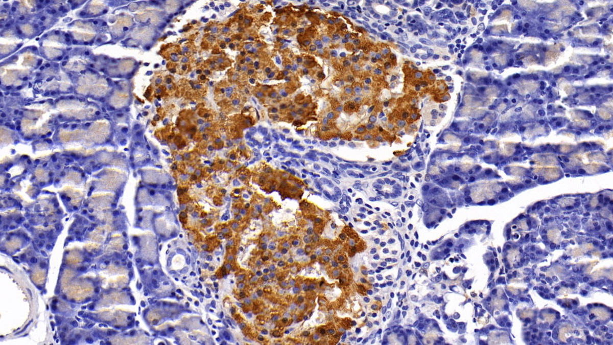 Polyclonal Antibody to Insulin (INS)