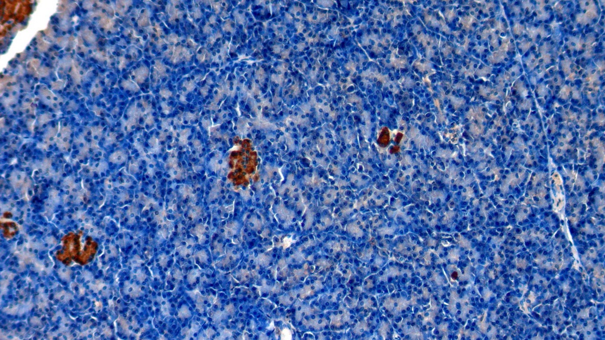 Polyclonal Antibody to Insulin (INS)