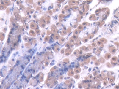 Polyclonal Antibody to Caspase 7 (CASP7)