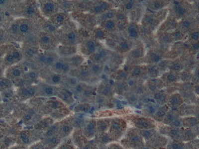 Polyclonal Antibody to Kallikrein 4 (KLK4)