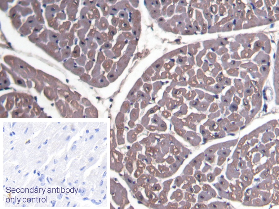 Polyclonal Antibody to Myoglobin (MYO)