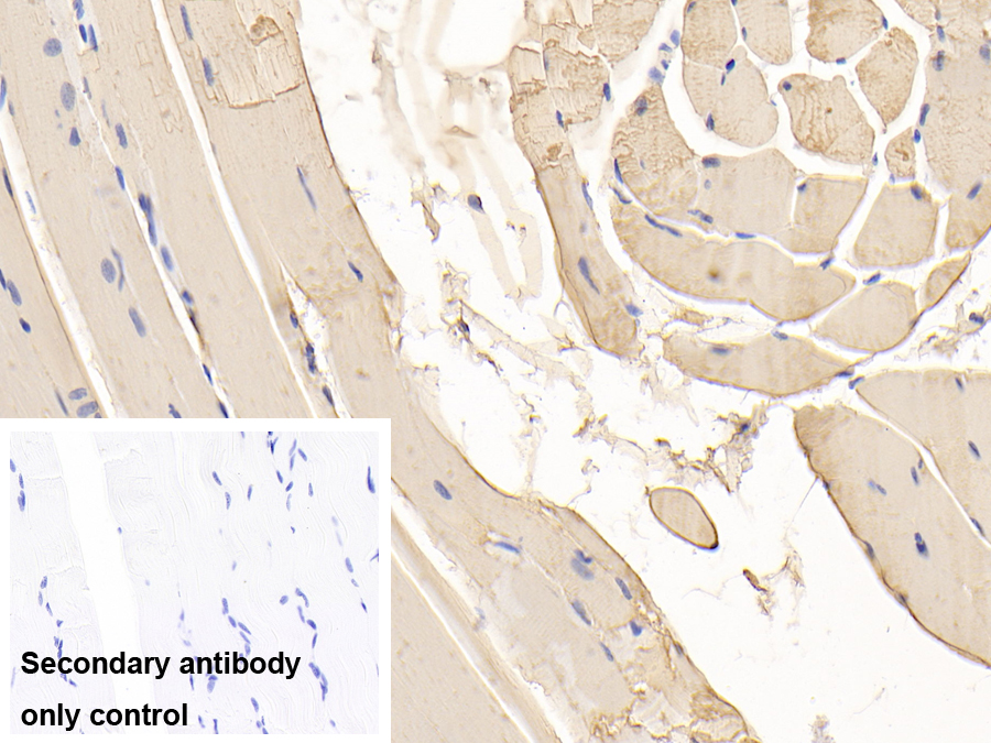 Polyclonal Antibody to Myoglobin (MYO)