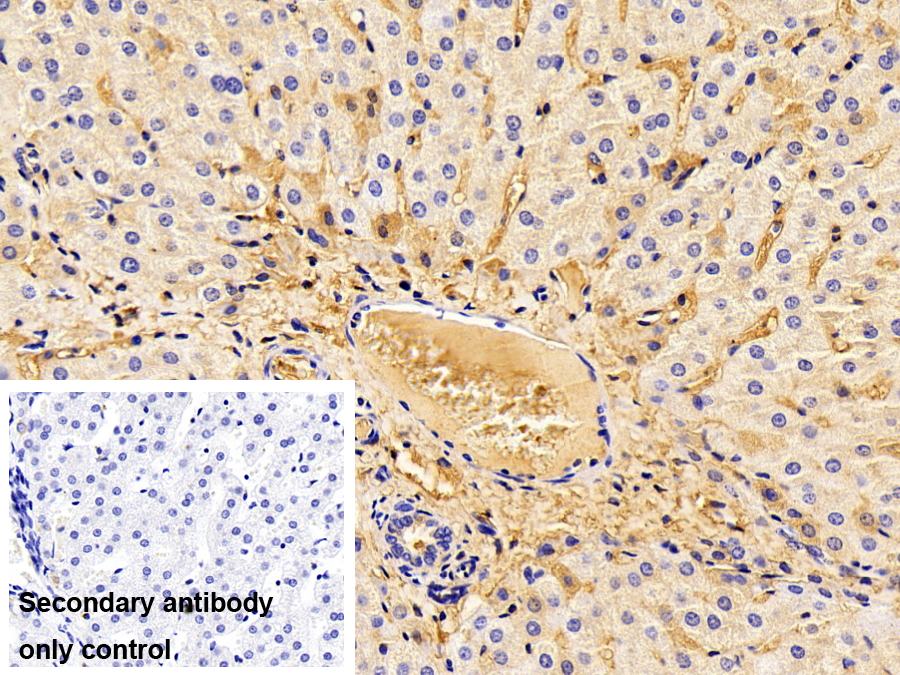 Polyclonal Antibody to Apolipoprotein A1 (APOA1)