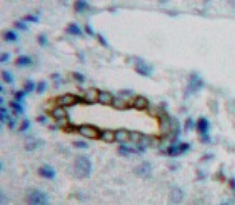 Polyclonal Antibody to Intercellular Adhesion Molecule 3 (ICAM3)