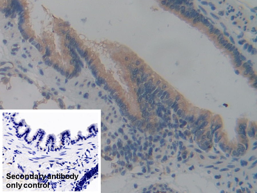 Polyclonal Antibody to Intercellular Adhesion Molecule 2 (ICAM2)