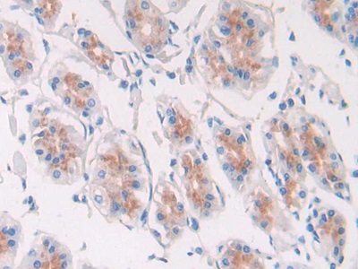 Polyclonal Antibody to Epidermal Growth Factor (EGF)