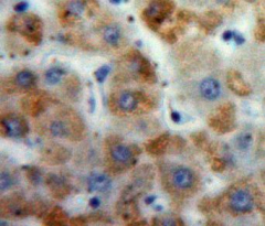 Polyclonal Antibody to Motilin (MTL)