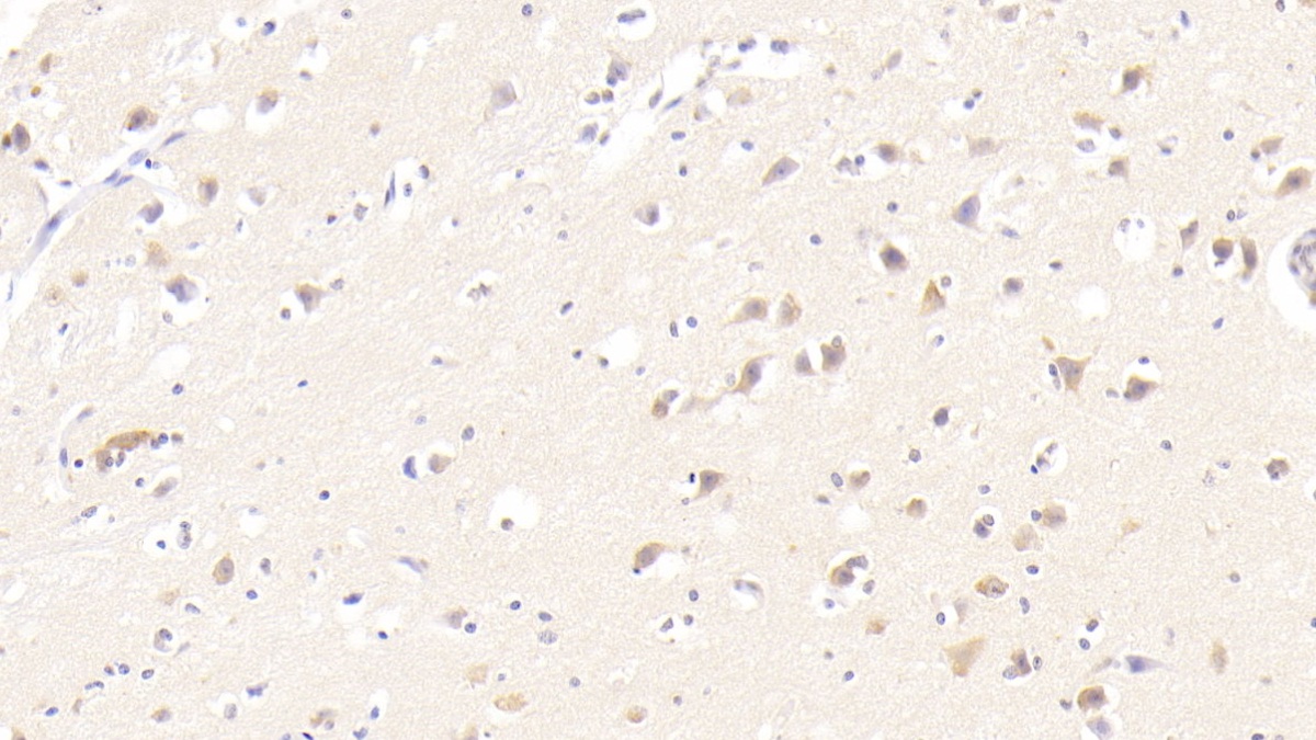 Polyclonal Antibody to Motilin (MTL)